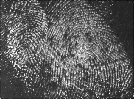 An image of a latent print processed with super glue.