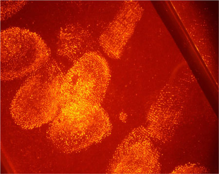 Multiple fluorescent finger prints on a surface.