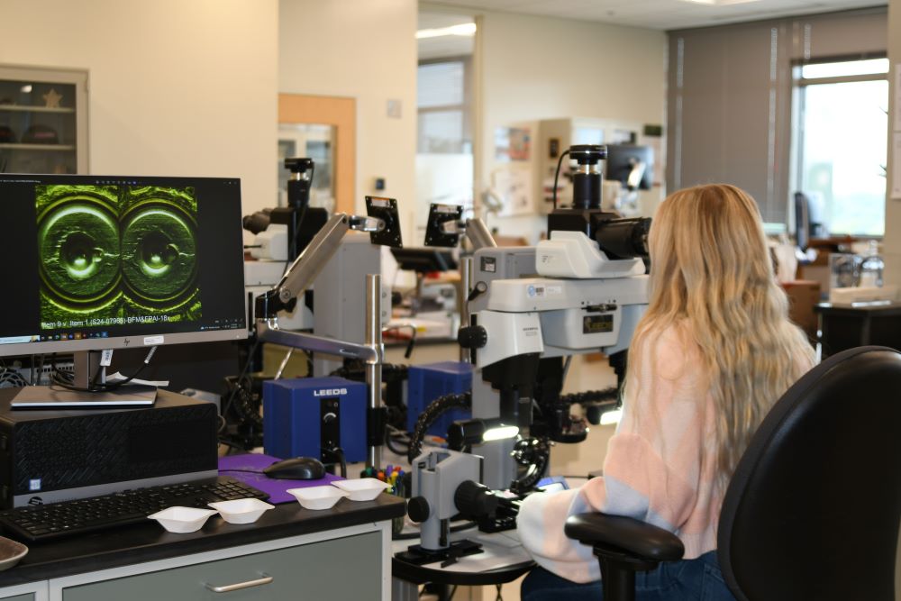 A scientist using a comparison microscope in the firearms section