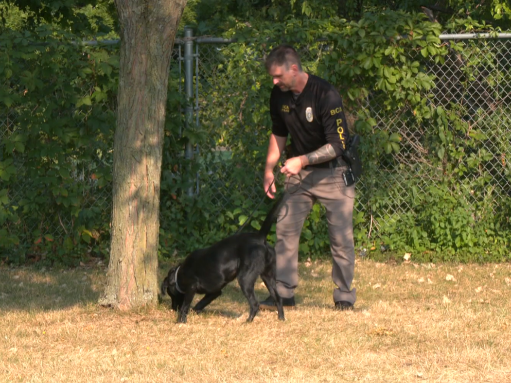 Image of K-9 Mabel training with BCA Special Agent Mooney