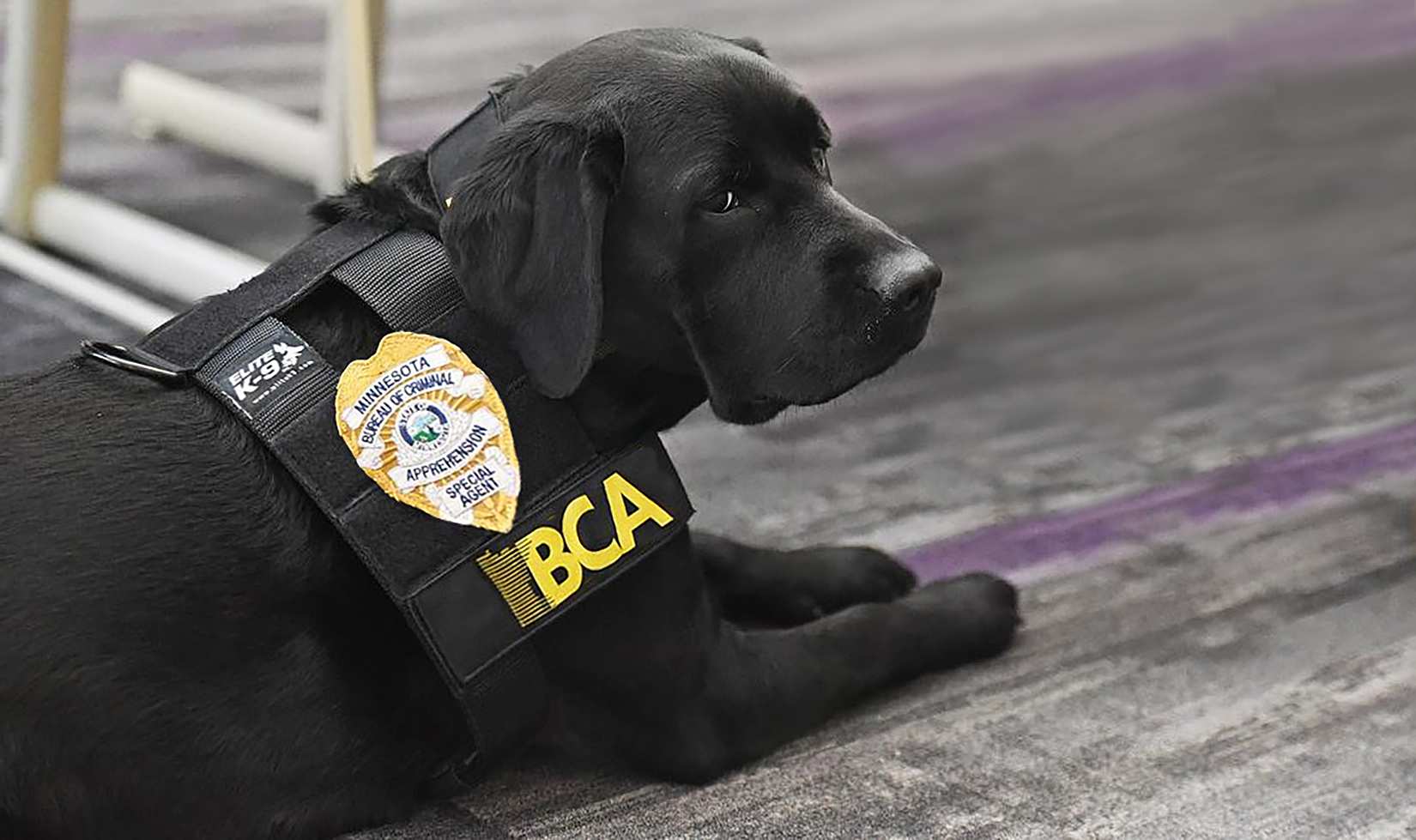 Image of BCA K-9 Luna
