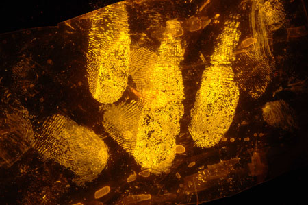 Image of latent prints