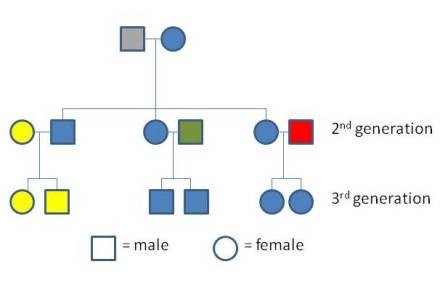A picture showing how mitochondrial DNA is inherited from the maternal side.