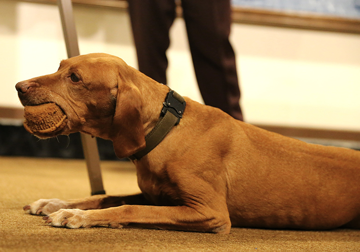 Dog lays down and eats a treat