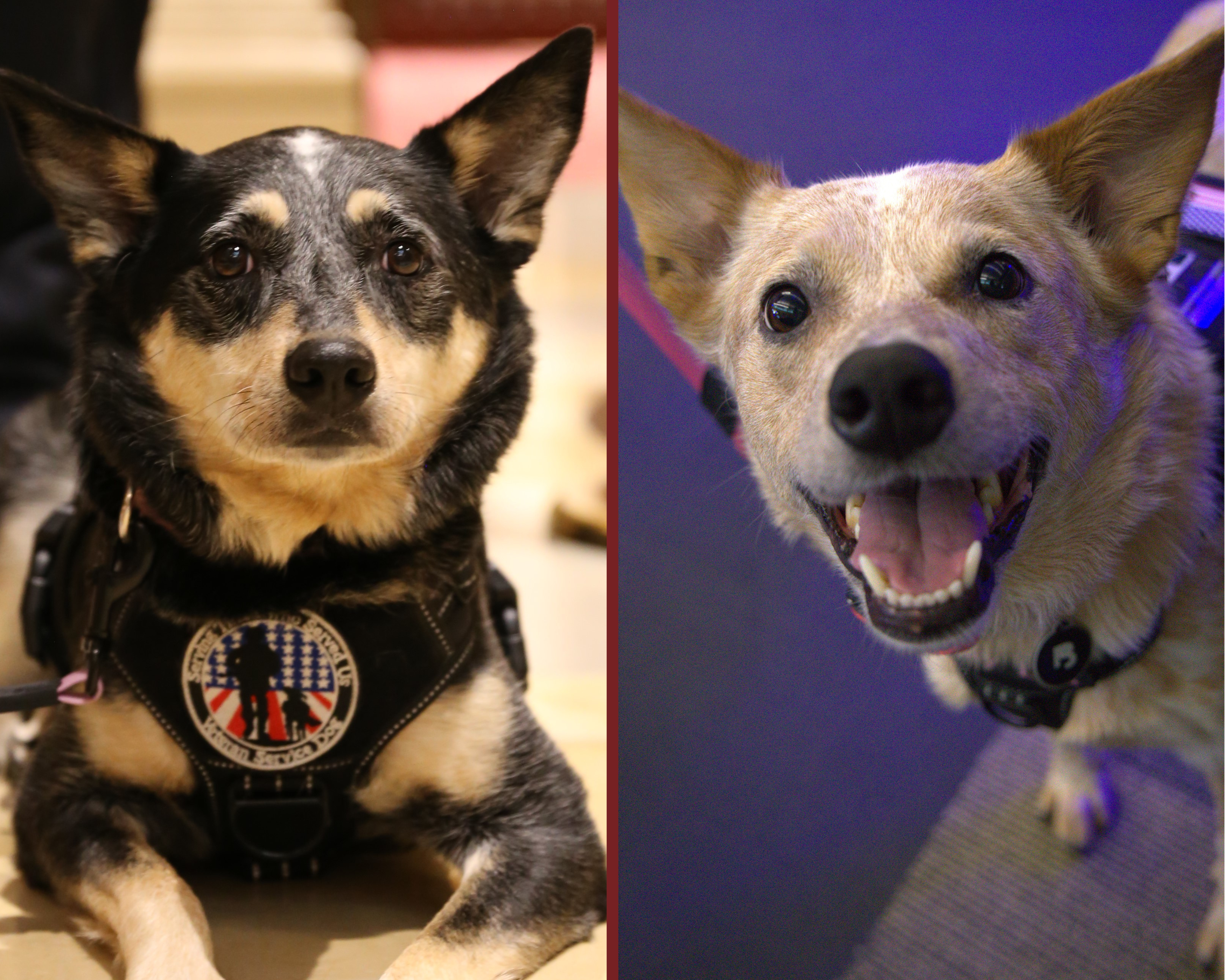 Dr. Amy Schweigert's two therapy dogs, Eloise (left) and Emmy (right)